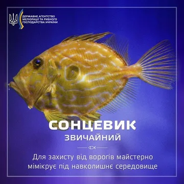 Сонцевик