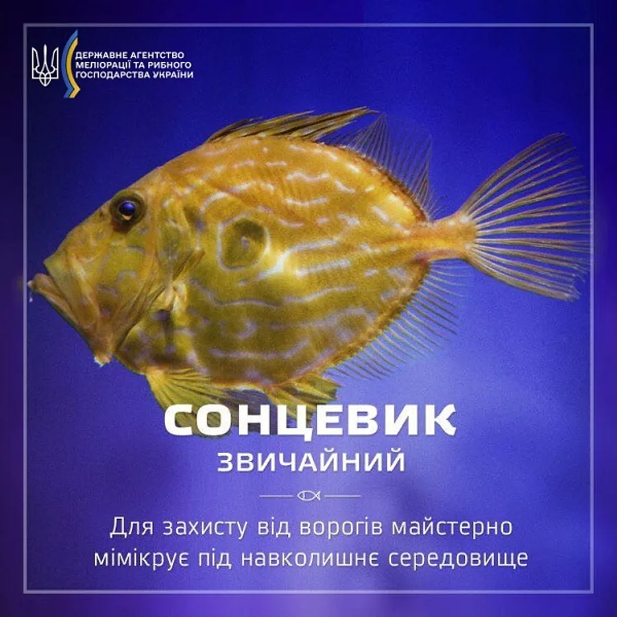Сонцевик