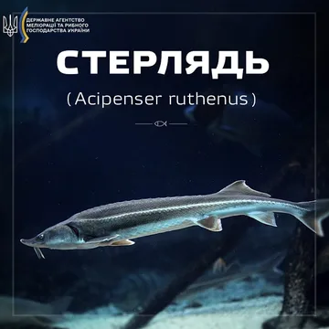 Стерлядь