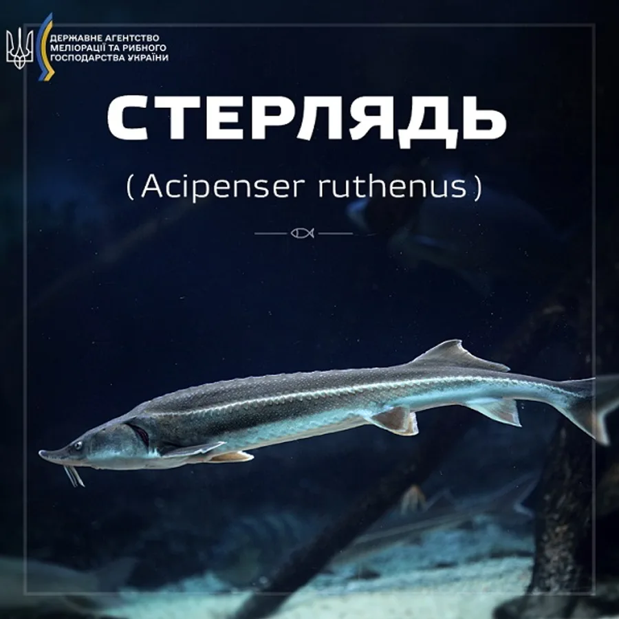 Стерлядь