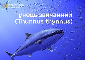 Тунець звичайний