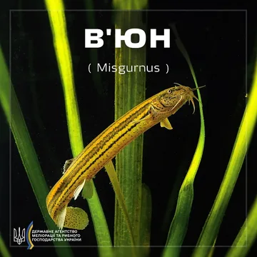 В'юн звичайний