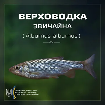 Верховодка