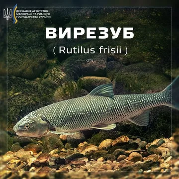 Вирезуб причорноморський