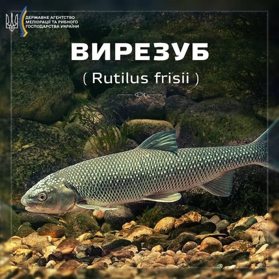Вирезуб причорноморський