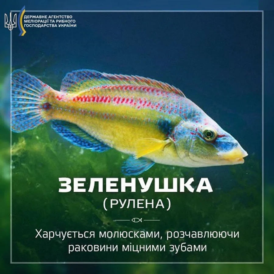 Зеленушка (чорноморська рулена)
