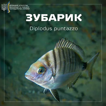 Зубарик (морський карась гостроносий)
