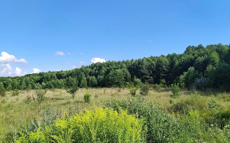 Річка Лютиця та лагуна біля Забари 