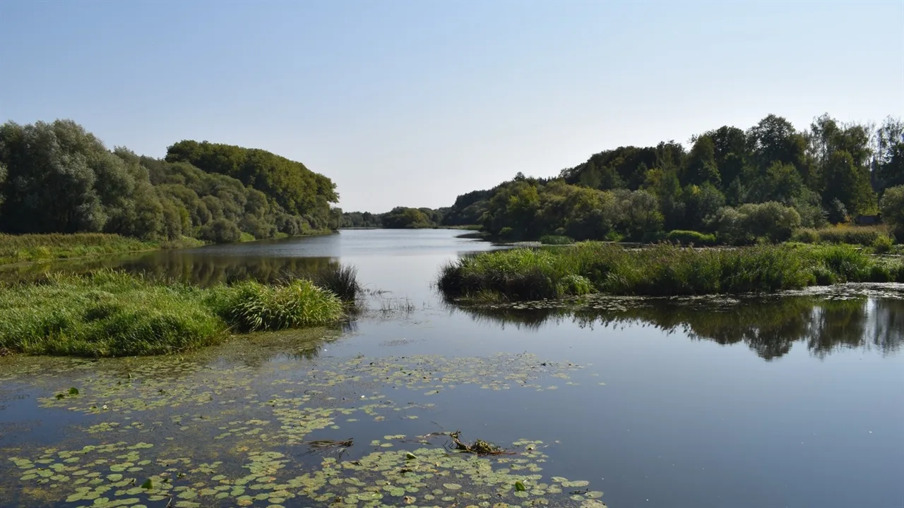 Риболовля на річці Случ у Городниці — ловіть карася та коропа безкоштовно
