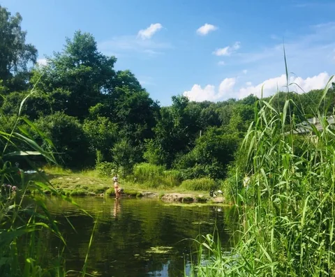 Лісове озеро Клепарів («Холодне») 