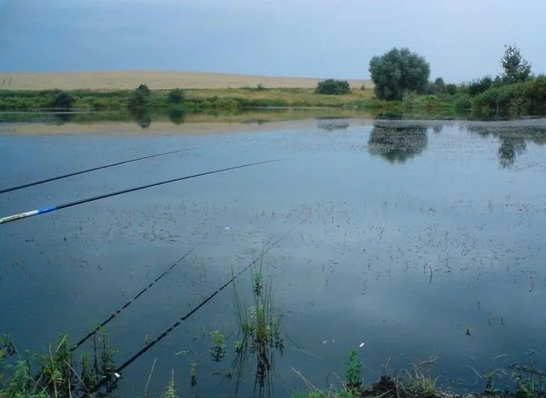 Ставки «Яриличі» — рибалка на місці старих торфовищ