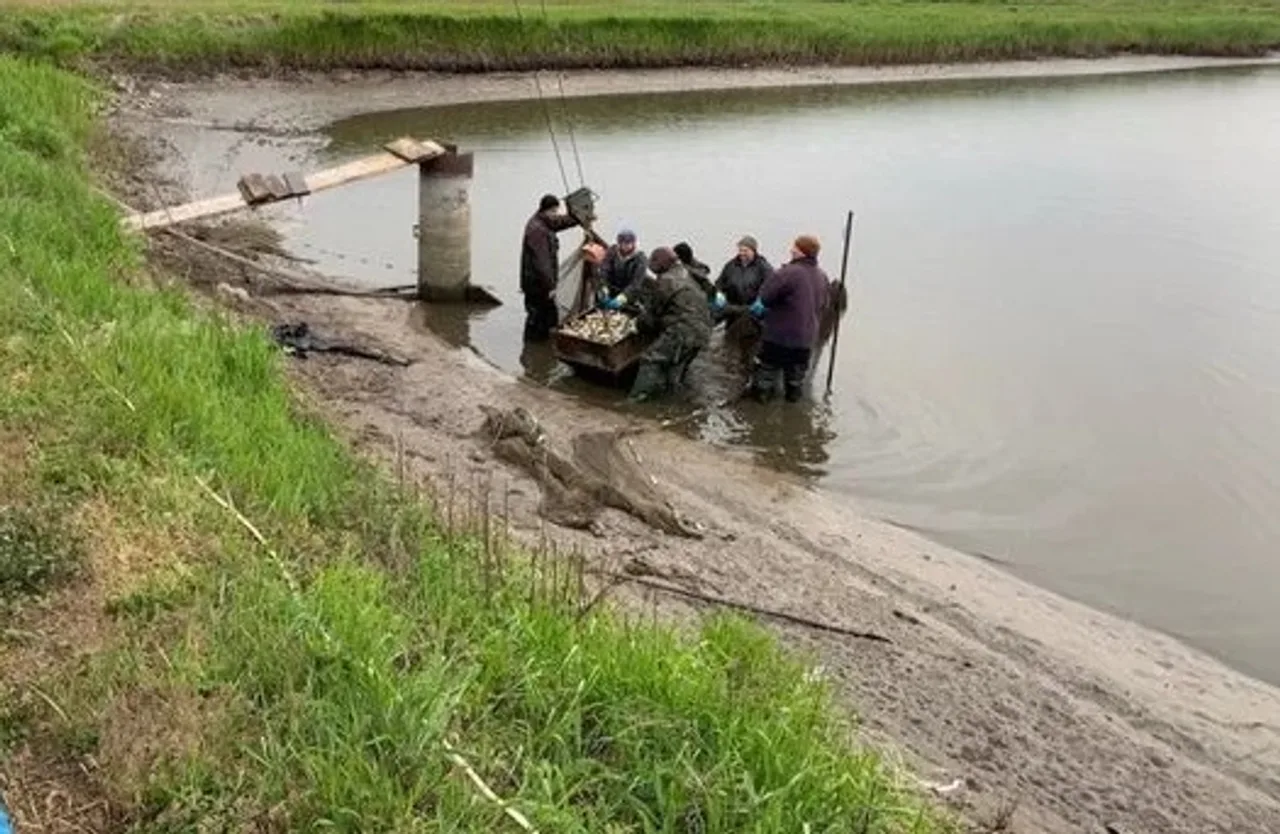 Чорнобаївське водосховище: безкоштовна риболовля на Черкащині
